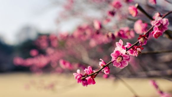 厄瓜多尔2018世界杯成绩