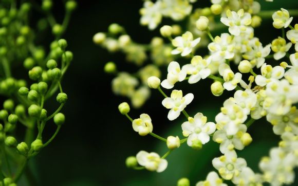 nba单节得分排行榜